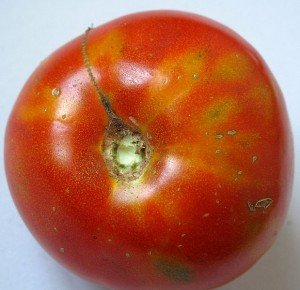 Pomidoras su geltonomis dėmėmis