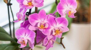 orchideja_kambaryje
